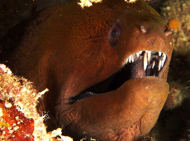 Giant Moray Eel - Gymnothorax javanicus - Fiji Giant Moray Eel - Gymnothorax javanicus - Fiji
