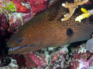 Giant Moray Eel - Gymnothorax javanicus - Wakatobi, Indonesia Giant Moray Eel - Gymnothorax javanicus - Wakatobi, Indonesia