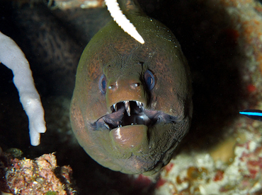 Giant Moray Eel - Gymnothorax javanicus - Wakatobi, Indonesia Giant Moray Eel - Gymnothorax javanicus - Wakatobi, Indonesia