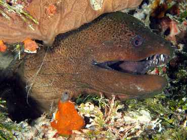 Giant Moray Eel - Gymnothorax javanicus - Wakatobi, Indonesia Giant Moray Eel - Gymnothorax javanicus - Wakatobi, Indonesia