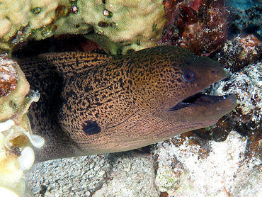Giant Moray Eel - Gymnothorax javanicus - Great Barrier Reef, Australia Giant Moray Eel - Gymnothorax javanicus - Great Barrier Reef, Australia