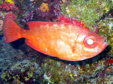 Glasseye Snapper - Heteropriacanthus cruentatus - Bimini, Bahamas Glasseye Snapper - Heteropriacanthus cruentatus - Bimini, Bahamas