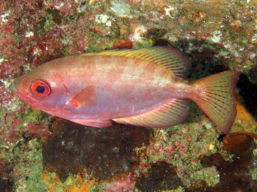 Glasseye Snapper - Heteropriacanthus cruentatus - Cabo San Lucas, Mexico Glasseye Snapper - Heteropriacanthus cruentatus - Cabo San Lucas, Mexico