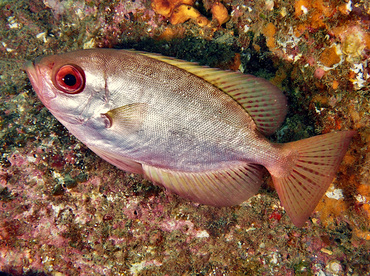 Glasseye Snapper - Heteropriacanthus cruentatus - Cabo San Lucas, Mexico Glasseye Snapper - Heteropriacanthus cruentatus - Cabo San Lucas, Mexico