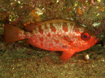 Glasseye Snapper - Heteropriacanthus cruentatus - Cabo San Lucas, Mexico Glasseye Snapper - Heteropriacanthus cruentatus - Cabo San Lucas, Mexico