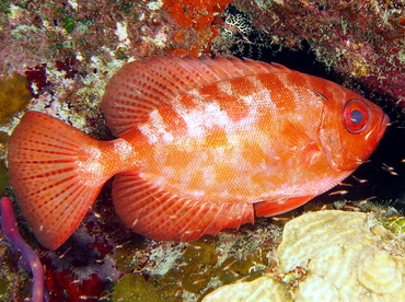 Glasseye Snapper - Heteropriacanthus cruentatus - The Exumas, Bahamas Glasseye Snapper - Heteropriacanthus cruentatus - The Exumas, Bahamas