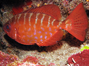 Glasseye Snapper - Heteropriacanthus cruentatus - Grand Cayman Glasseye Snapper - Heteropriacanthus cruentatus - Grand Cayman