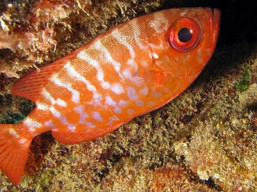 Glasseye Snapper - Heteropriacanthus cruentatus - Key Largo, Florida Glasseye Snapper - Heteropriacanthus cruentatus - Key Largo, Florida