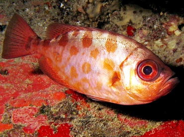 Glasseye Snapper - Heteropriacanthus cruentatus - St Thomas, USVI Glasseye Snapper - Heteropriacanthus cruentatus - St Thomas, USVI