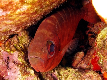 Glasseye Snapper - Heteropriacanthus cruentatus - St Thomas, USVI Glasseye Snapper - Heteropriacanthus cruentatus - St Thomas, USVI