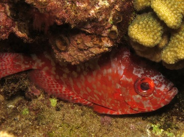 Glasseye Snapper - Heteropriacanthus cruentatus - Maui, Hawaii Glasseye Snapper - Heteropriacanthus cruentatus - Maui, Hawaii