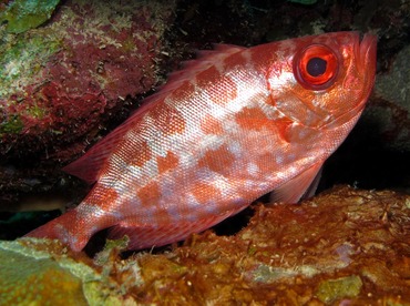 Glasseye Snapper - Heteropriacanthus cruentatus - Bonaire Glasseye Snapper - Heteropriacanthus cruentatus - Bonaire