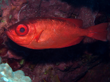 Glasseye Snapper - Heteropriacanthus cruentatus - Big Island, Hawaii Glasseye Snapper - Heteropriacanthus cruentatus - Big Island, Hawaii