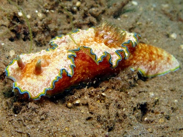 Girdled Glossodoris - Glossodoris cincta - Dumaguete, Philippines
