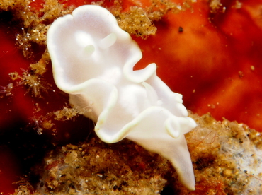 White Mantle Glossodoris - Glossodoris pallida - Lembeh Strait, Indonesia