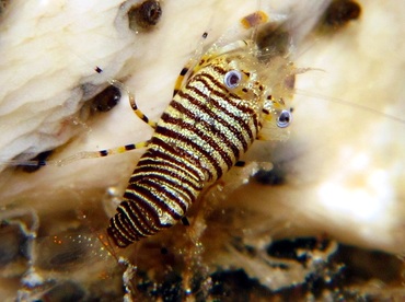 Striped Bumblebee Shrimp - Gnathophyllum americanum - Cozumel, Mexico Striped Bumblebee Shrimp - Gnathophyllum americanum - Cozumel, Mexico