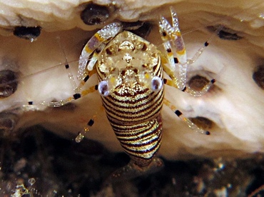 Striped Bumblebee Shrimp - Gnathophyllum americanum - Cozumel, Mexico Striped Bumblebee Shrimp - Gnathophyllum americanum - Cozumel, Mexico