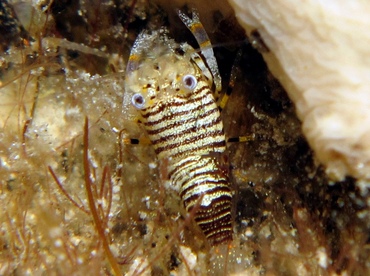 Striped Bumblebee Shrimp - Gnathophyllum americanum - Cozumel, Mexico Striped Bumblebee Shrimp - Gnathophyllum americanum - Cozumel, Mexico