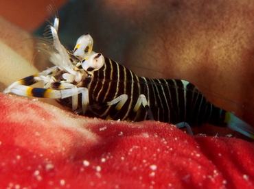 Striped Bumblebee Shrimp - Gnathophyllum americanum - Eleuthera, Bahamas Striped Bumblebee Shrimp - Gnathophyllum americanum - Eleuthera, Bahamas