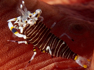 Striped Bumblebee Shrimp - Gnathophyllum americanum - Eleuthera, Bahamas Striped Bumblebee Shrimp - Gnathophyllum americanum - Eleuthera, Bahamas