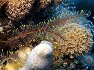Golden Crinoid - Davidaster rubiginosa - Belize