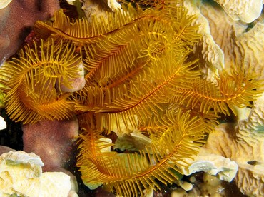 Golden Crinoid - Davidaster rubiginosa - Belize