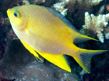 Golden Damselfish - Amblyglyphidodon aureus - Palau