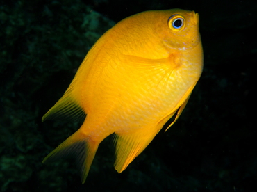 Golden Damselfish - Amblyglyphidodon aureus - Fiji