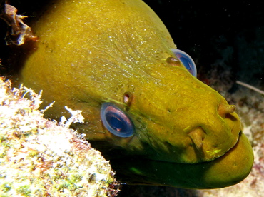 Green Moray Eel - Gymnothorax funebris - Nassau, Bahamas Green Moray Eel - Gymnothorax funebris - Nassau, Bahamas