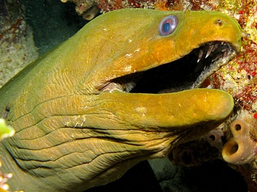 Green Moray Eel - Gymnothorax funebris - Key Largo, Florida Green Moray Eel - Gymnothorax funebris - Key Largo, Florida