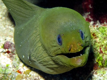 Green Moray Eel - Gymnothorax funebris - Belize Green Moray Eel - Gymnothorax funebris - Belize