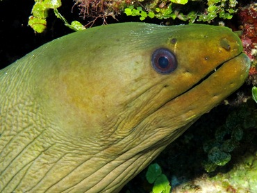 Green Moray Eel - Gymnothorax funebris - Belize Green Moray Eel - Gymnothorax funebris - Belize