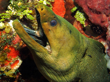 Green Moray Eel - Gymnothorax funebris - Turks and Caicos Green Moray Eel - Gymnothorax funebris - Turks and Caicos