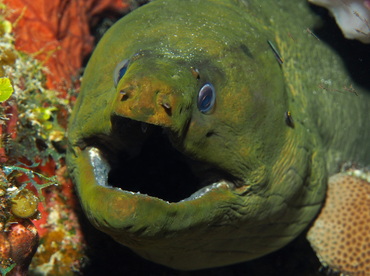 Green Moray Eel - Gymnothorax funebris - Turks and Caicos Green Moray Eel - Gymnothorax funebris - Turks and Caicos