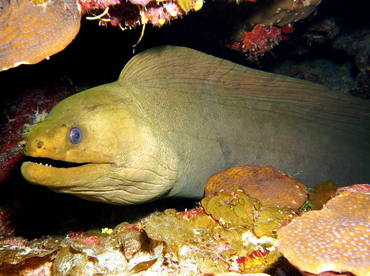 Green Moray Eel - Gymnothorax funebris - Grand Cayman Green Moray Eel - Gymnothorax funebris - Grand Cayman