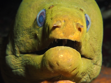 Green Moray Eel - Gymnothorax funebris - Grand Cayman Green Moray Eel - Gymnothorax funebris - Grand Cayman