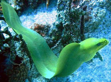 Green Moray Eel - Gymnothorax funebris - Bimini, Bahamas Green Moray Eel - Gymnothorax funebris - Bimini, Bahamas