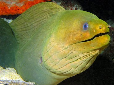 Green Moray Eel - Gymnothorax funebris - Isla Mujeres, Mexico Green Moray Eel - Gymnothorax funebris - Isla Mujeres, Mexico
