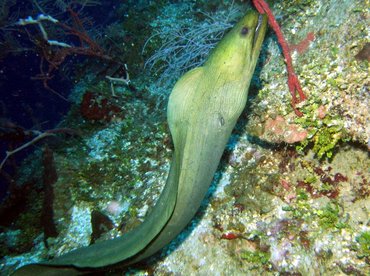 Green Moray Eel - Gymnothorax funebris - Roatan, Honduras Green Moray Eel - Gymnothorax funebris - Roatan, Honduras