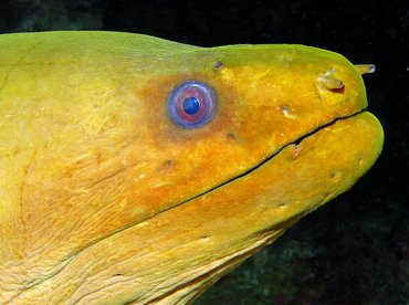 Green Moray Eel - Gymnothorax funebris - Isla Mujeres, Mexico Green Moray Eel - Gymnothorax funebris - Isla Mujeres, Mexico