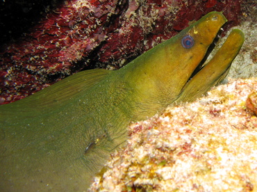 Green Moray Eel - Gymnothorax funebris - Grand Cayman Green Moray Eel - Gymnothorax funebris - Grand Cayman