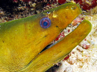 Green Moray Eel - Gymnothorax funebris - Grand Cayman Green Moray Eel - Gymnothorax funebris - Grand Cayman