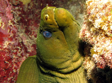 Green Moray Eel - Gymnothorax funebris - Grand Cayman Green Moray Eel - Gymnothorax funebris - Grand Cayman