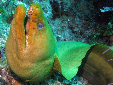 Green Moray Eel - Gymnothorax funebris - Nassau, Bahamas Green Moray Eel - Gymnothorax funebris - Nassau, Bahamas