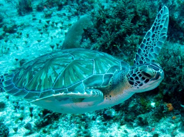 Green Turtle - Chelonia mydas - Cozumel, Mexico