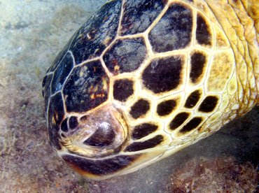 Green Turtle - Chelonia mydas - Big Island, Hawaii