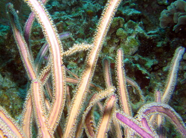 Grooved-Blade Sea Whip - Pterogorgia guadalupensis - Roatan, Honduras Grooved-Blade Sea Whip - Pterogorgia guadalupensis - Roatan, Honduras