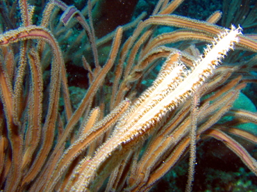 Grooved-Blade Sea Whip - Pterogorgia guadalupensis - Roatan, Honduras Grooved-Blade Sea Whip - Pterogorgia guadalupensis - Roatan, Honduras