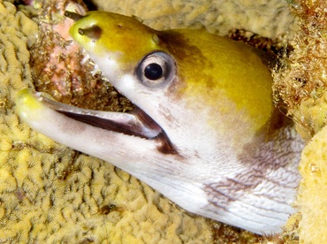 Yellow-Headed Moray Eel - Gymnothorax rueppellii - Maui, Hawaii Yellow-Headed Moray Eel - Gymnothorax rueppellii - Maui, Hawaii