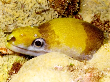 Yellow-Headed Moray Eel - Gymnothorax rueppellii - Maui, Hawaii Yellow-Headed Moray Eel - Gymnothorax rueppellii - Maui, Hawaii